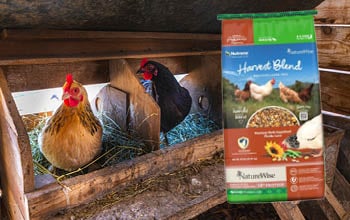 Nutrena NatureWise Harvest Blend 18% Textured Layer Feed