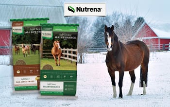 Nutrena NatureWise Harvest Blend 18% Textured Layer Feed
