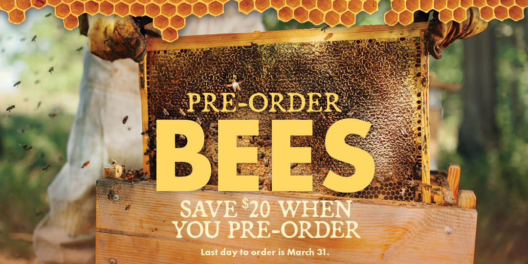Bee Preorder