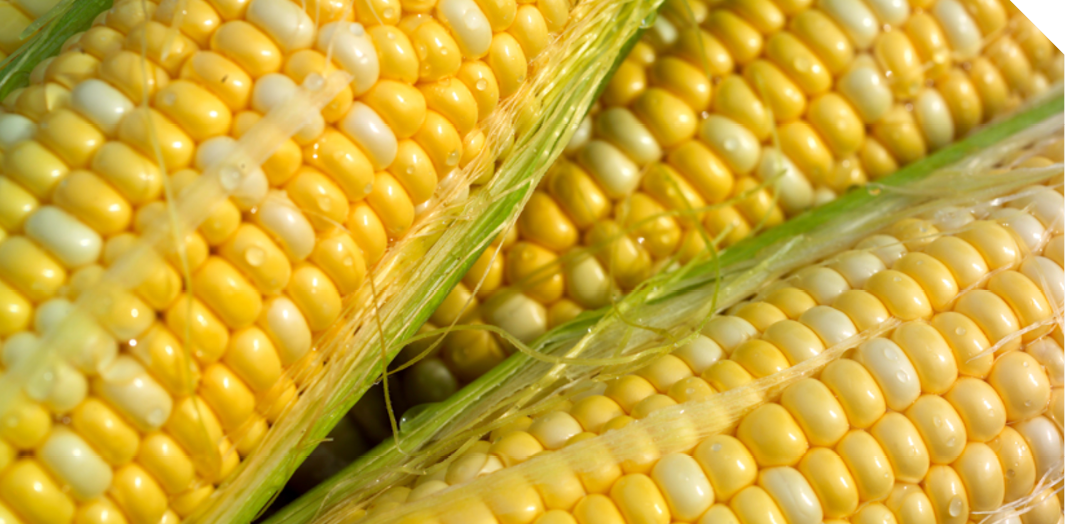 Corn on the Cob