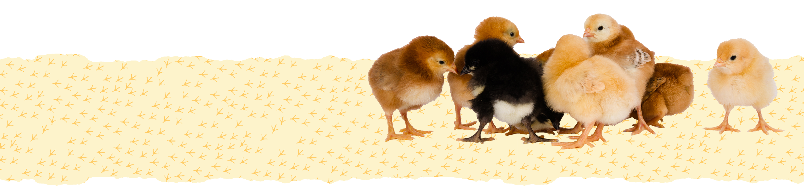 Chicks Guide Main Image