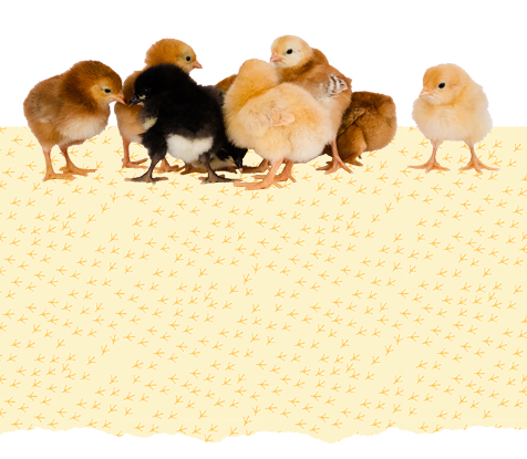 Chicks Guide Main Mobile Image