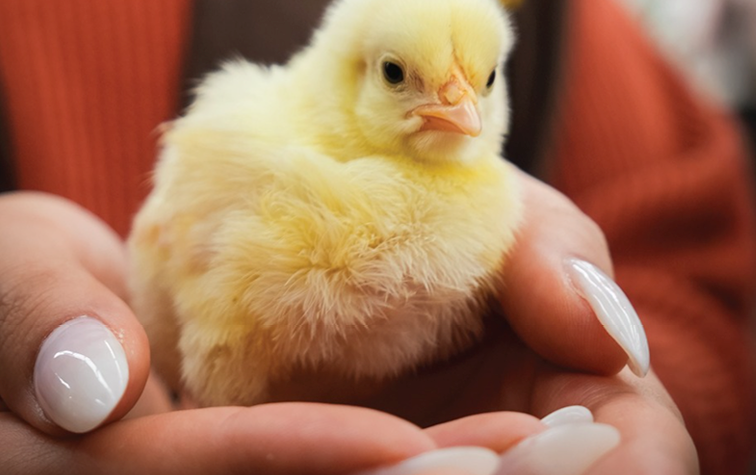 Ongoing Summer Chicks