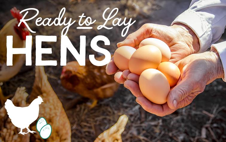 Pre-Order Ready-to-Lay Hens