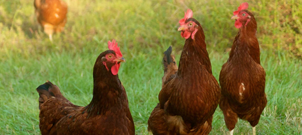 Rhode Island Red Chicken