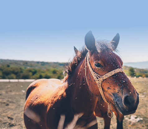 Fly & Pest Guide Mobile