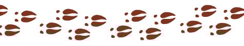 Animal Footprints Across the Page