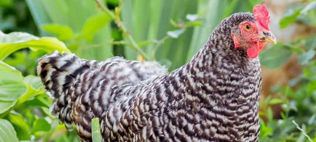 Barred Rock Hen