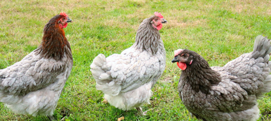 Sapphire Hen 