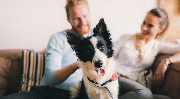 A Broken Paw shouldn't break the bank!