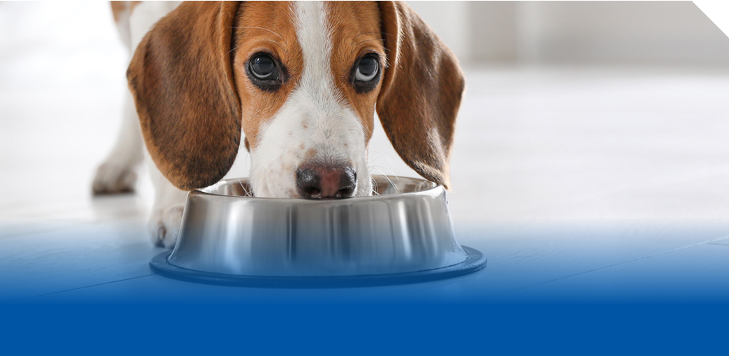 Dog Food