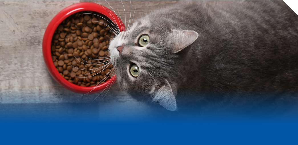 Cat food