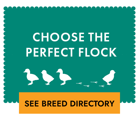 Choose The Perfect Flock