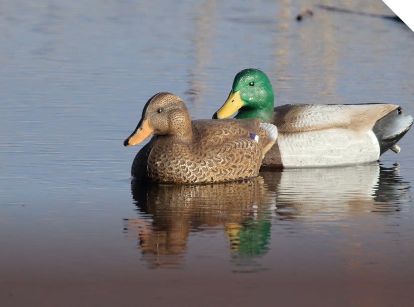 Decoys
