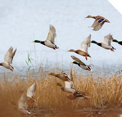 Waterfowl & Upland
