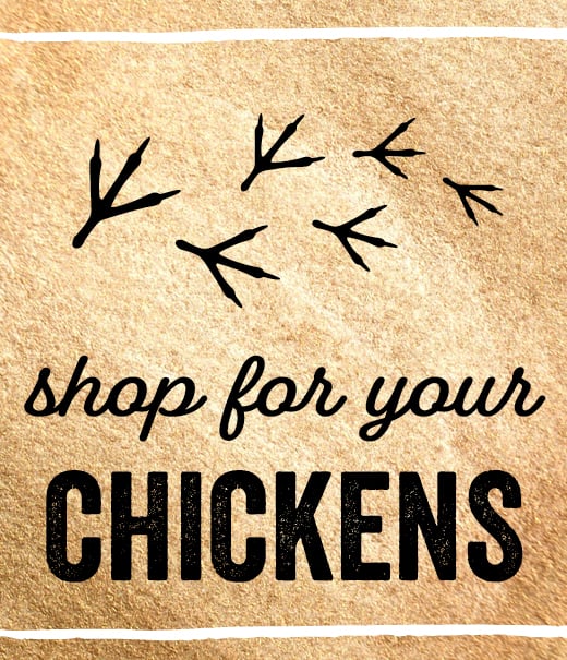 Shop for your CHICKENS
