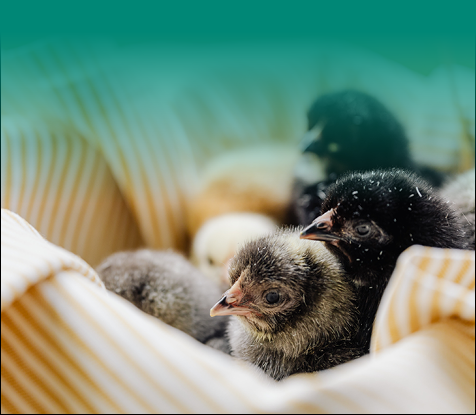 All Things Chicks