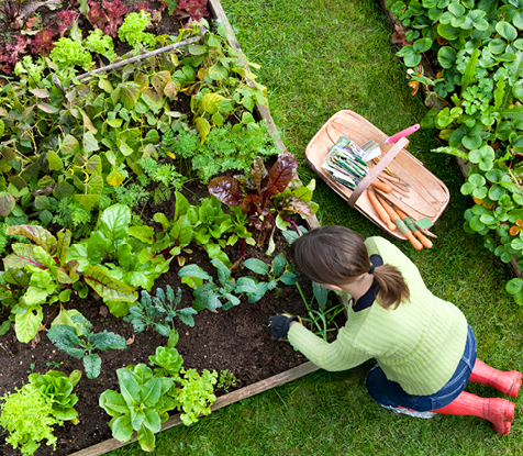 Lawn & Garden Guide