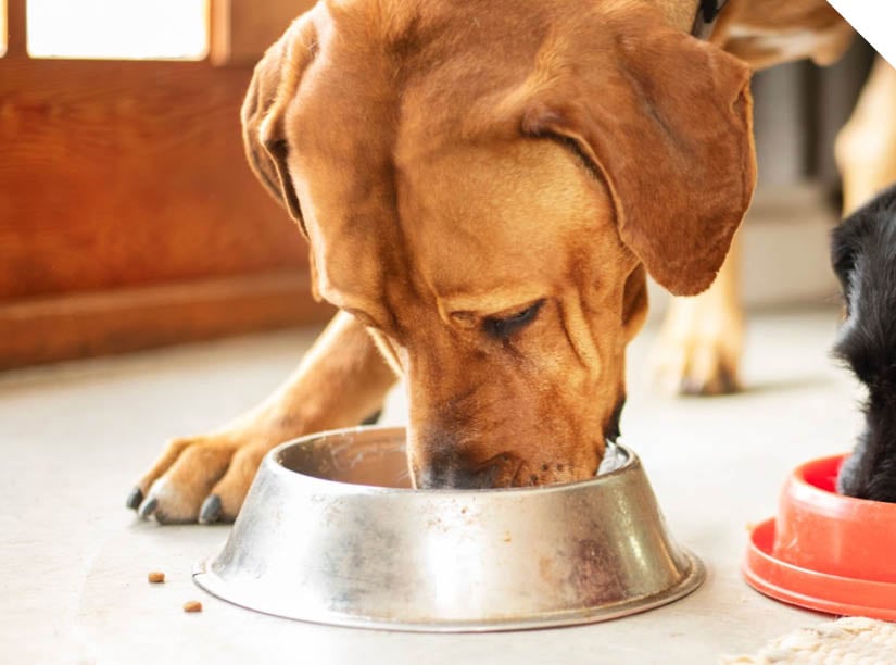 Pet Food