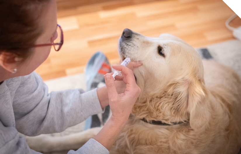 Pet supplements