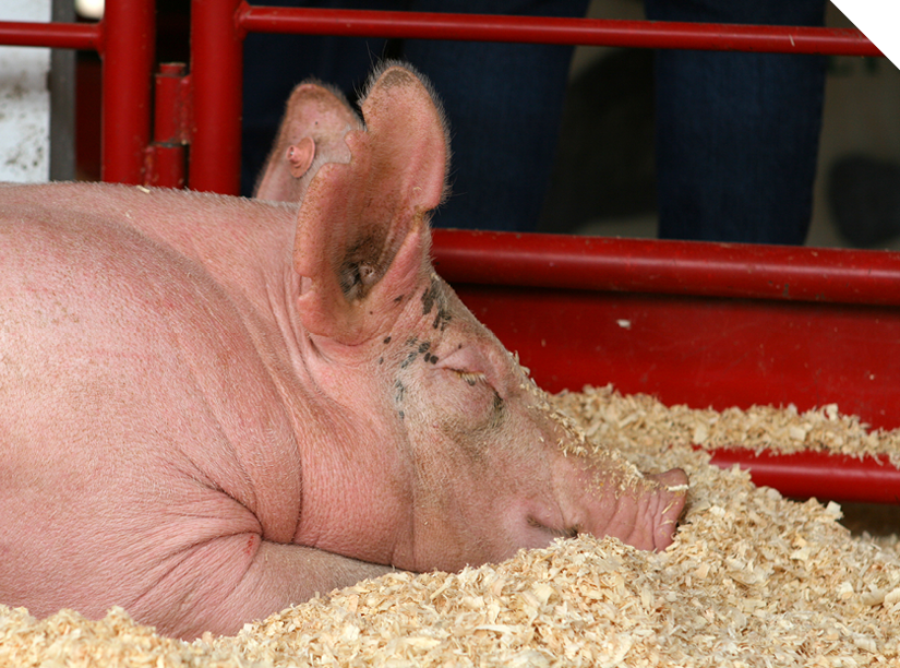 Bedding Shavings