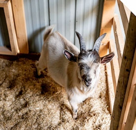 Bedding & Shavings