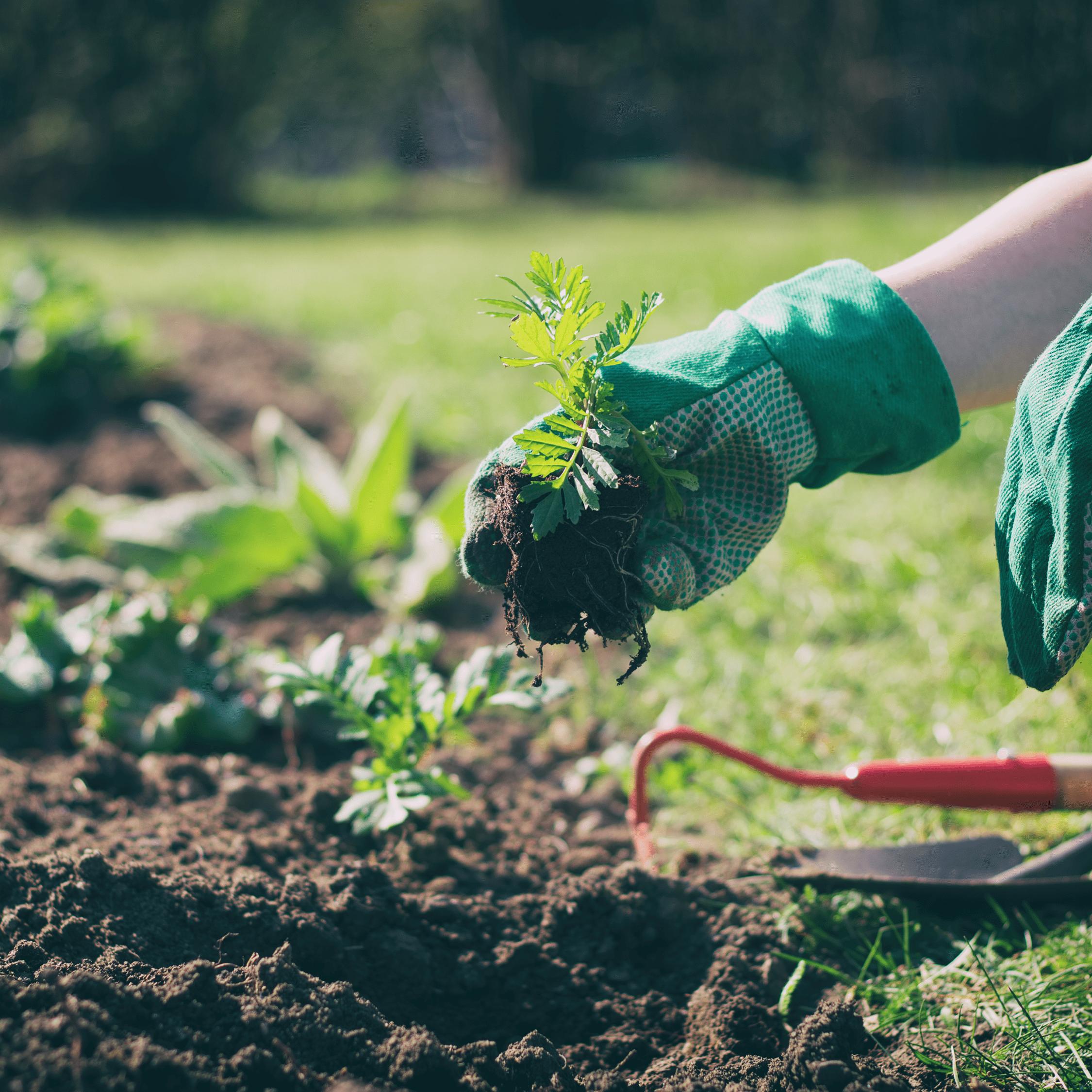 Gardening