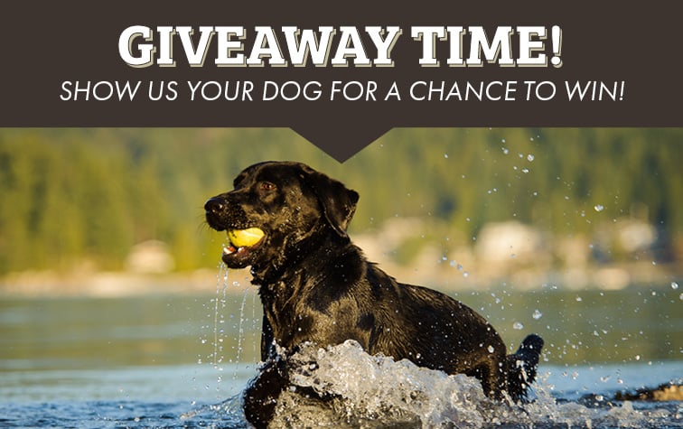 GIVEAWAY TIME! SHOW US YOUR DOG FOR A CHANCE TO WIN!