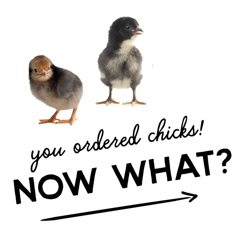 You Ordered Chicks? NOW WHAT?