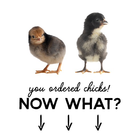 You Ordered Chicks? NOW WHAT?