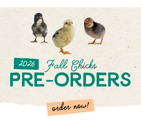 2026 Fall Chicks Pre-Orders order now!