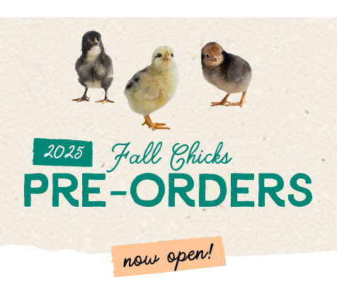 2025 Fall Chicks Pre-Order