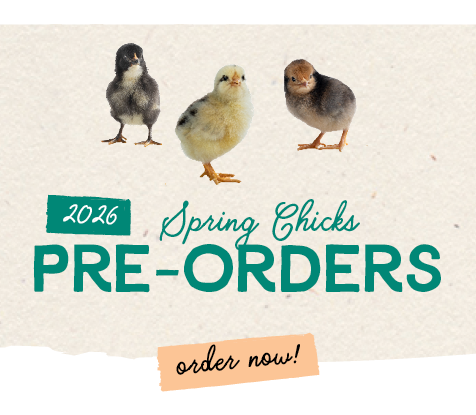 2026 Fall Chicks Pre-Order