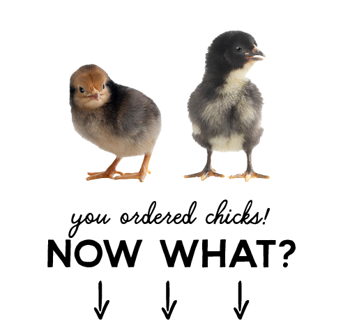 You ordered chicks? NOW WHAT? Mobile