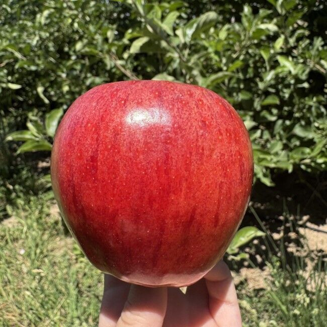 Rileys' Orchard Gala Apples, 4-lb Bag