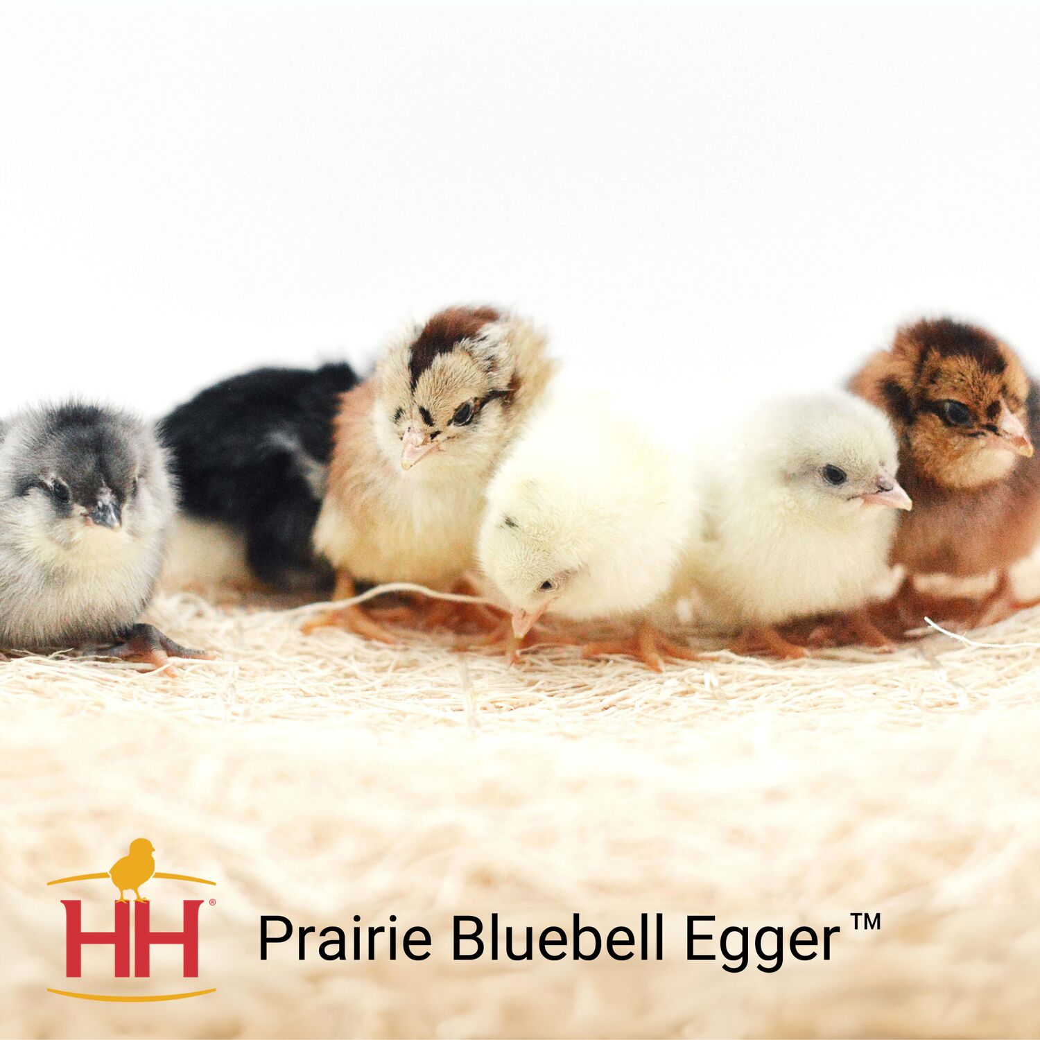 Prairie Bluebell Egger Live Chicks