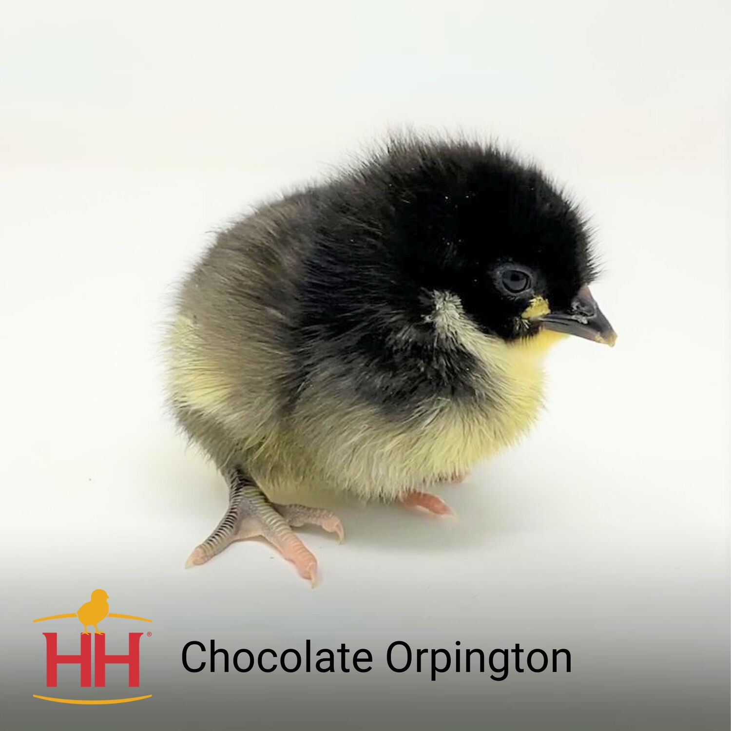Chocolate Orpington Live Chicks