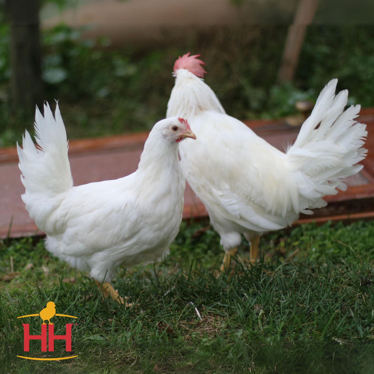 White Leghorn Chicks