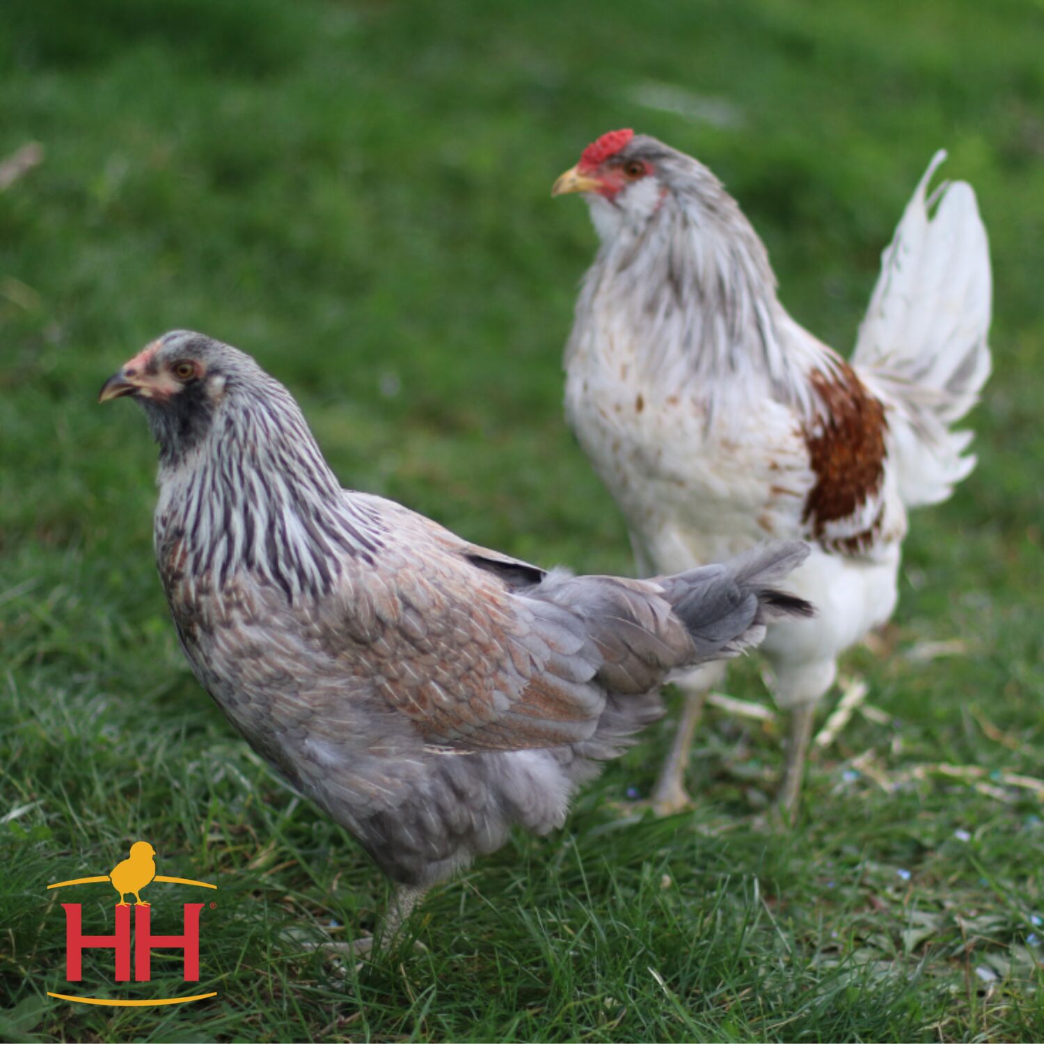 Americana Live Chicks