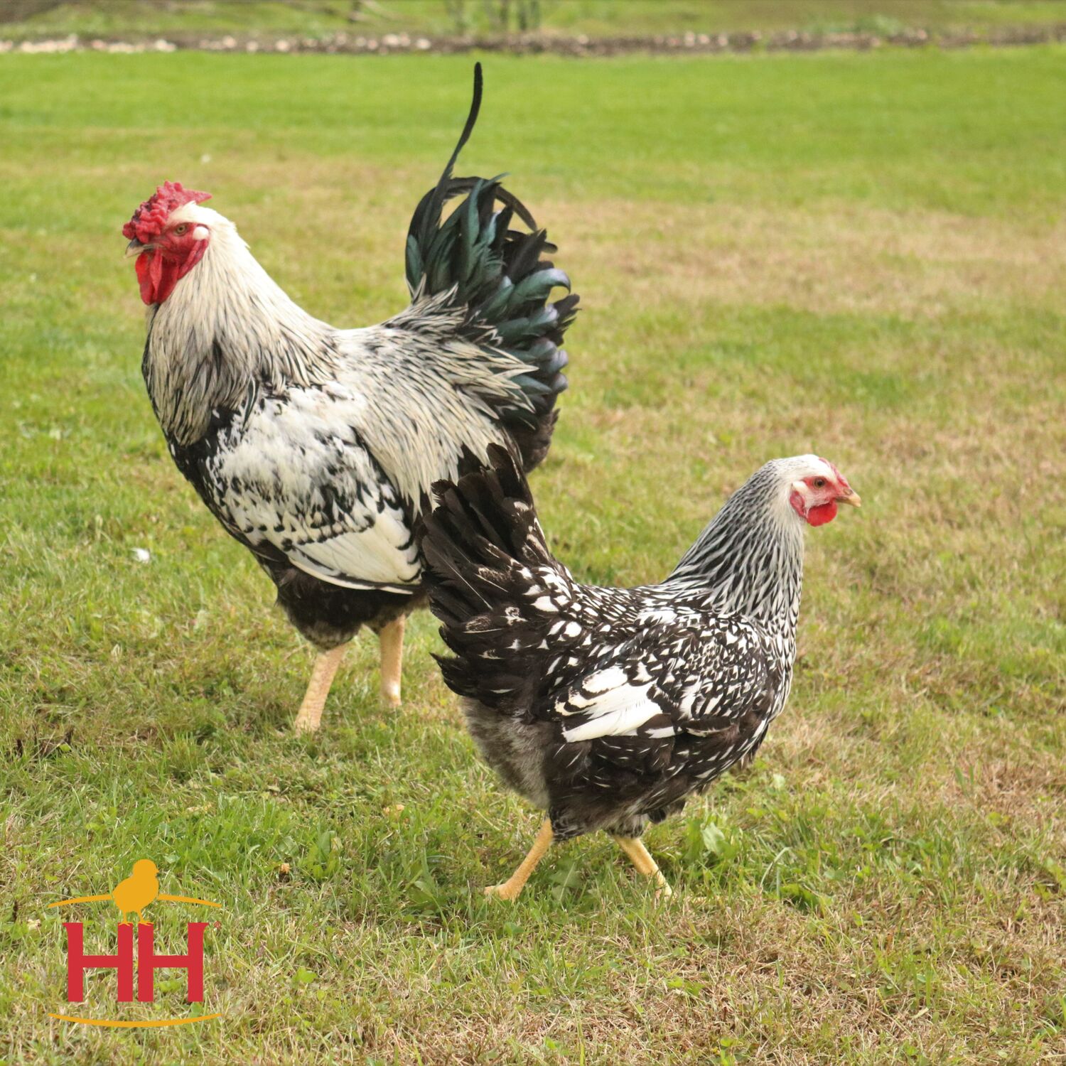 Silver Laced Wyandotte Chicks