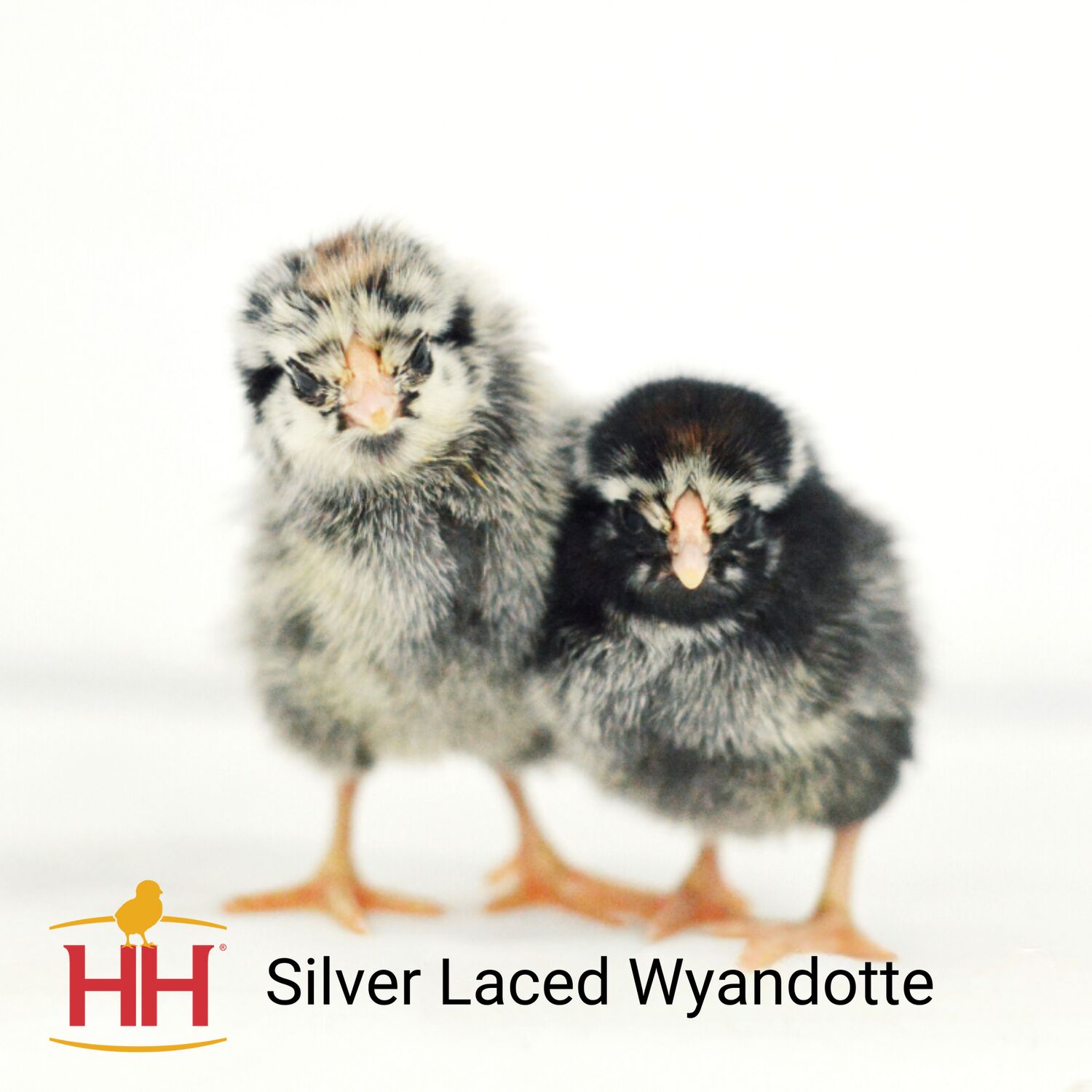Silver Laced Wyandotte Chicks