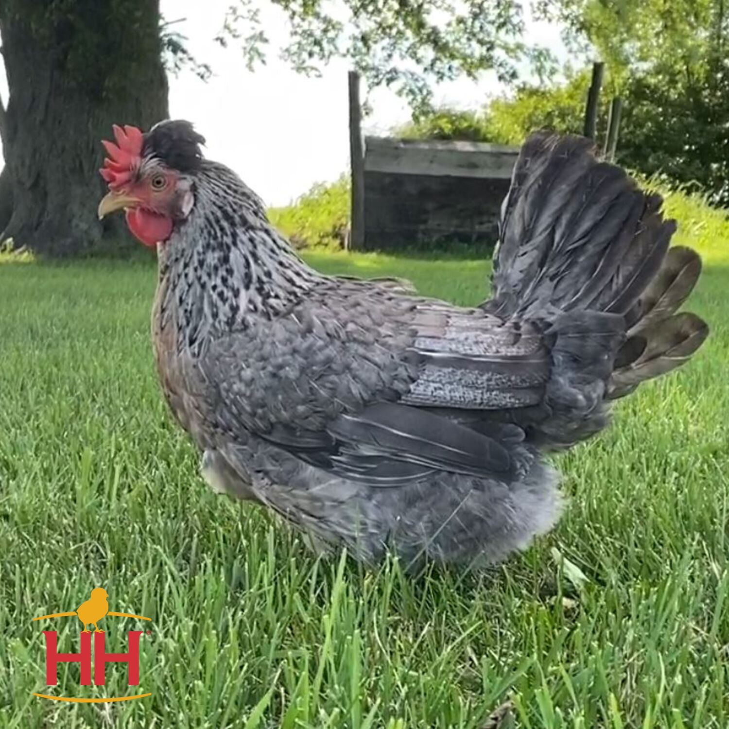 Cream Legbar Live Chicks