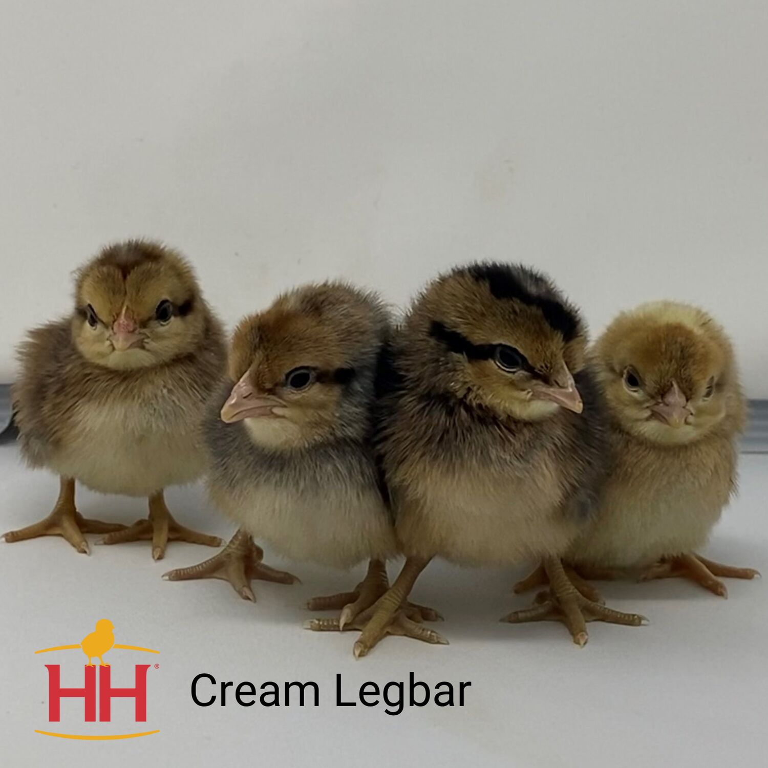Cream Legbar Live Chicks