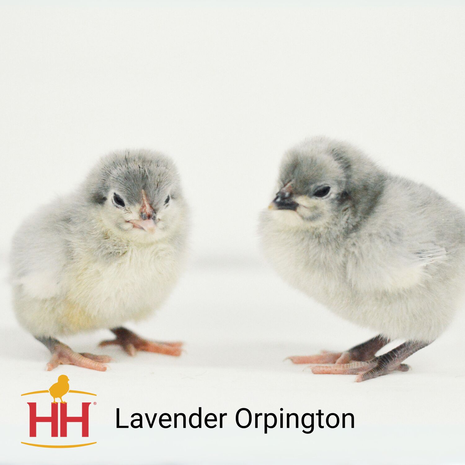 Lavender Orpington Live Chicks