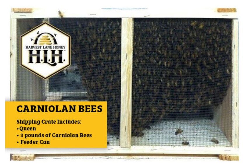 Carniolan Honey Bees with Queen, 3-Lb