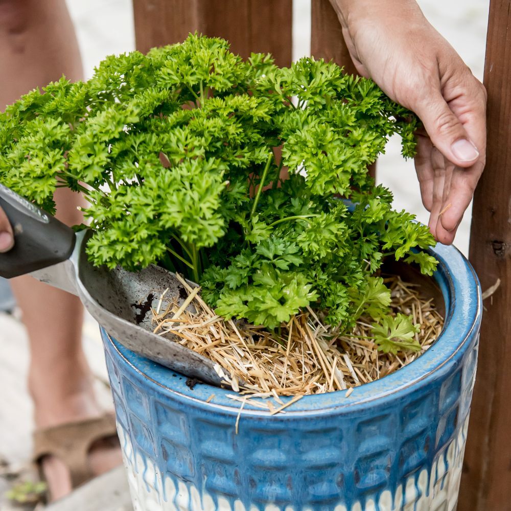 HealthiStraw GardenStraw Premium Wheat Straw Garden Mulch, 3-Cu Ft