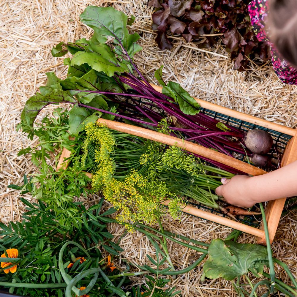 HealthiStraw GardenStraw Premium Wheat Straw Garden Mulch, 3-Cu Ft