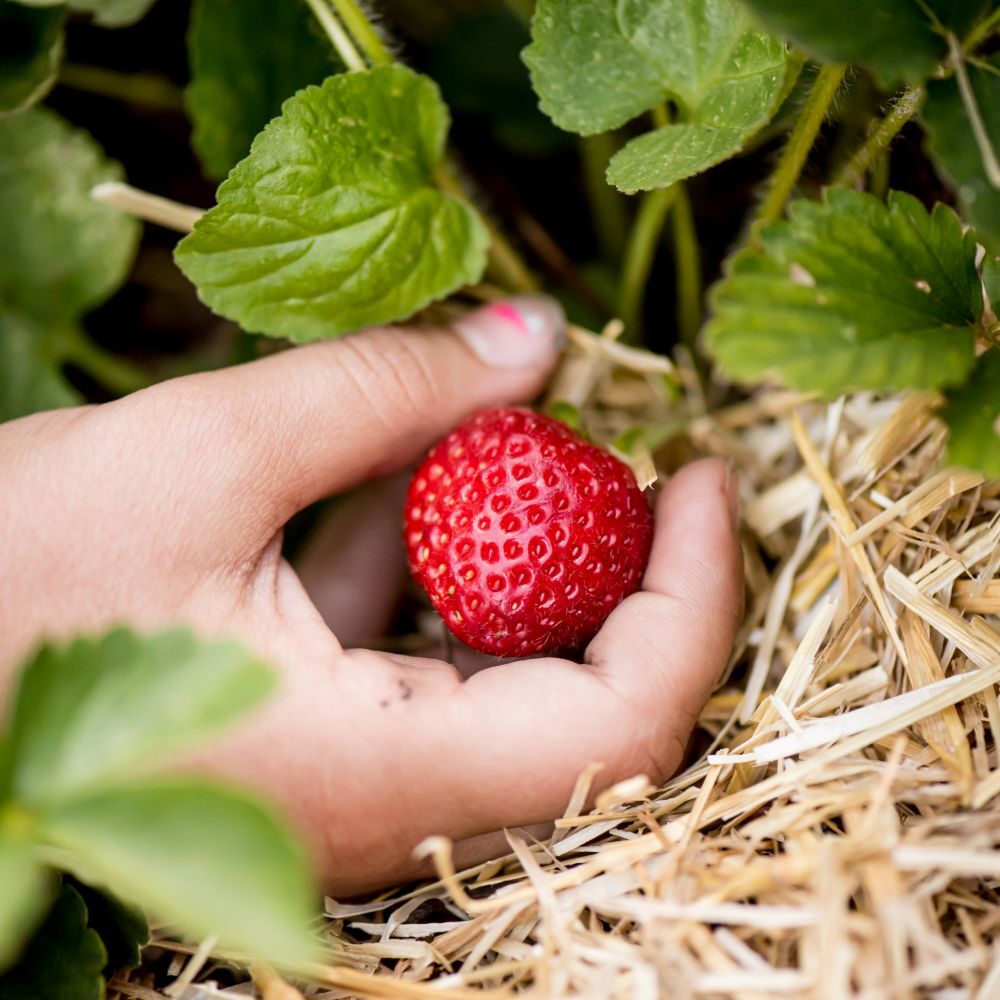 HealthiStraw GardenStraw Premium Wheat Straw Garden Mulch, 3-Cu Ft