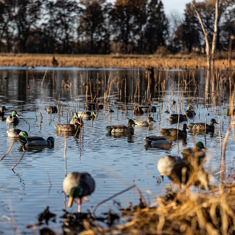 Avian X Topflight Fusion Mallards