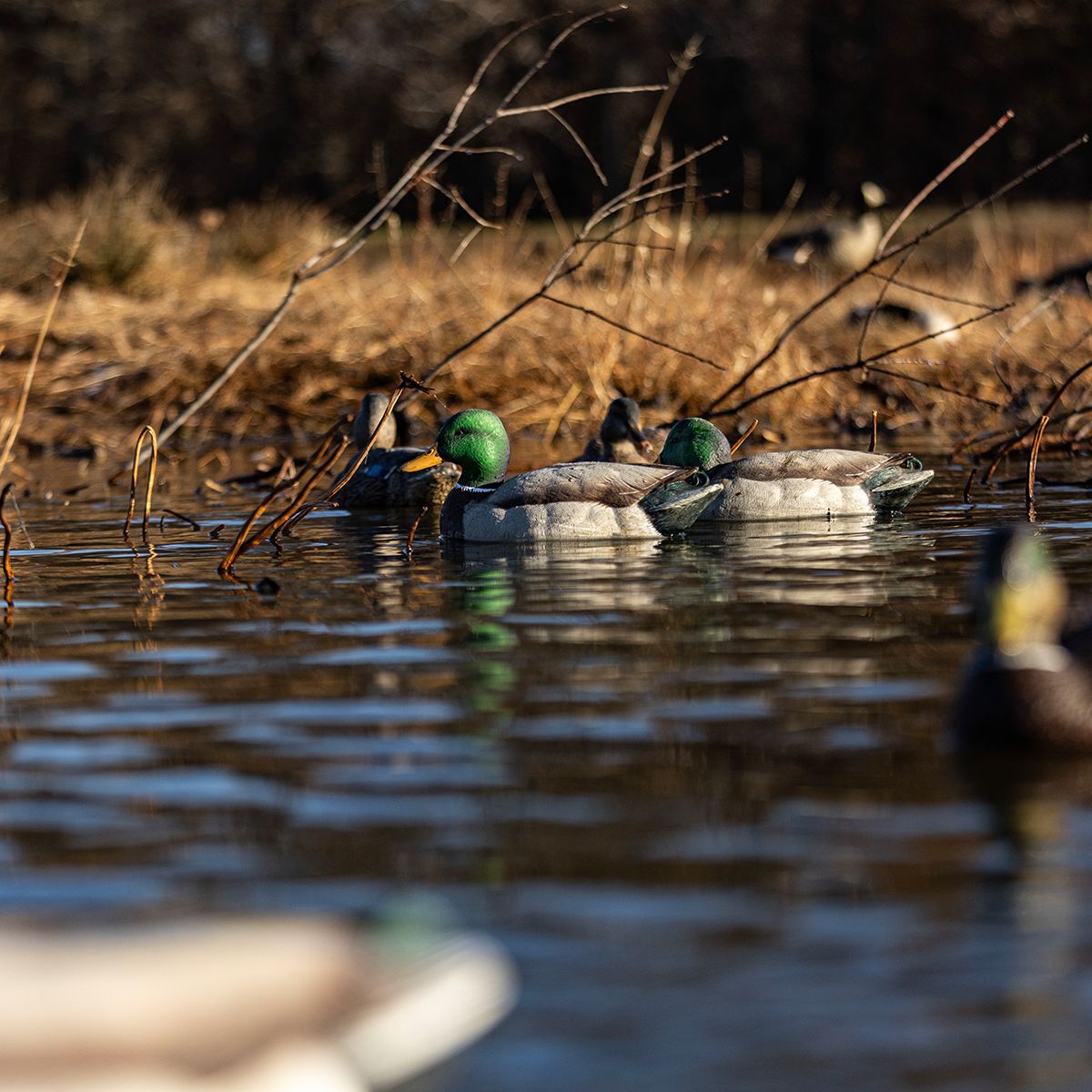 Avian X Topflight Fusion Mallards